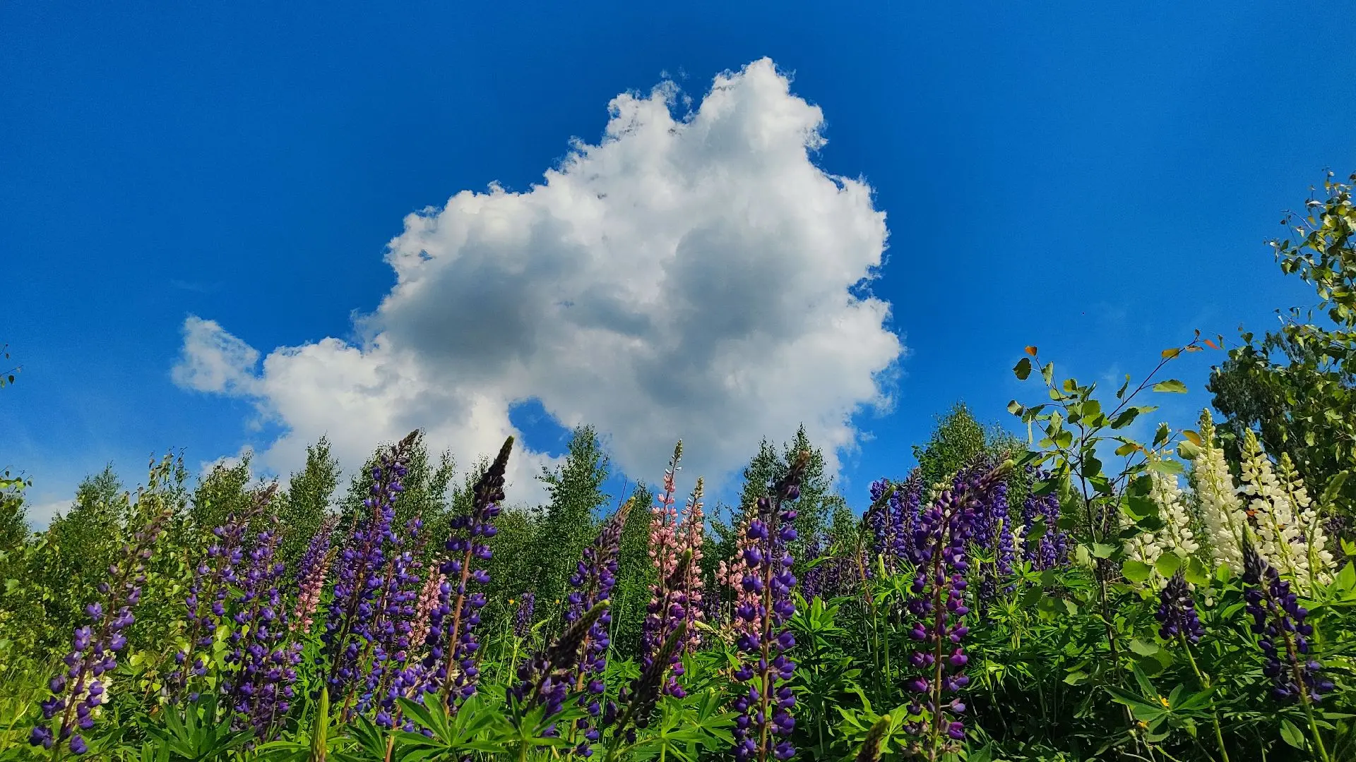 🌺🌸🌼 Наступает самая красочная пора года – поля и леса наполняются сотнями оттенков. Геоботаники г