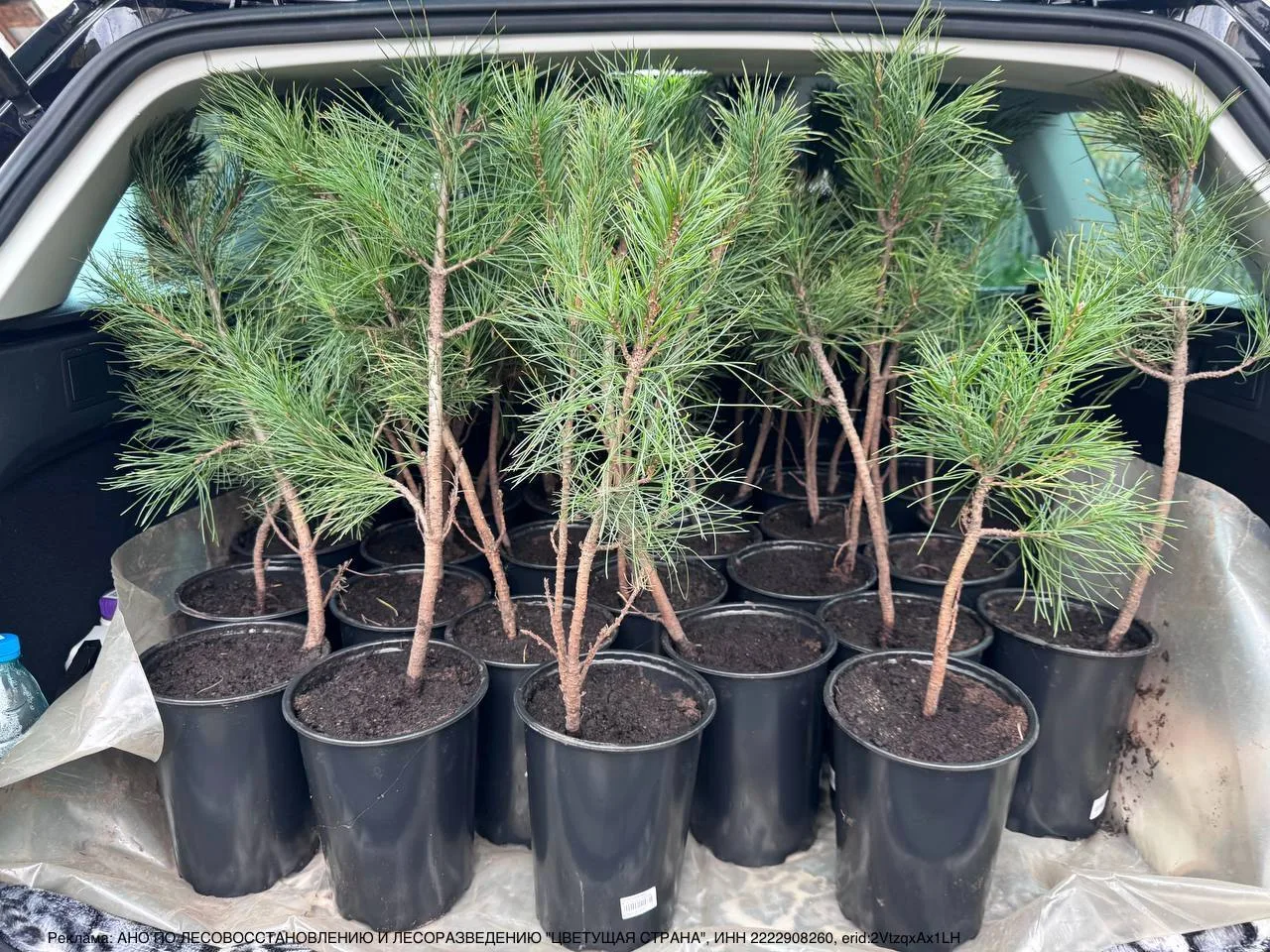 🌲 Сибирский кедр — вырастите сами! В Барнауле продолжается распродажа саженцев.