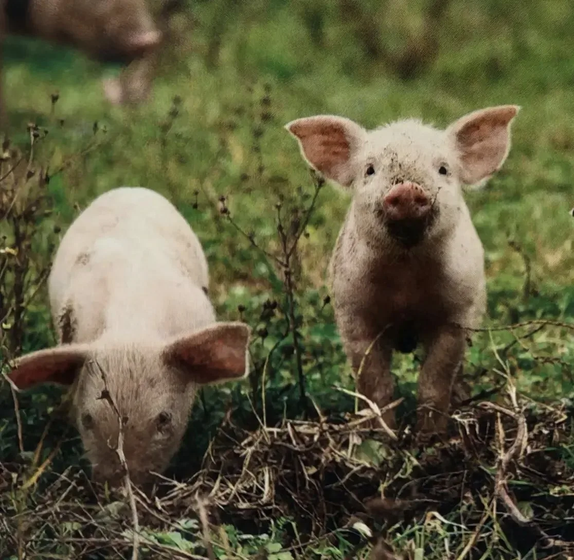 🐖АФРИКАНСКАЯ ЧУМА СВИНЕЙ (АЧС) остаётся одной из наиболее опасных болезней для свиново...