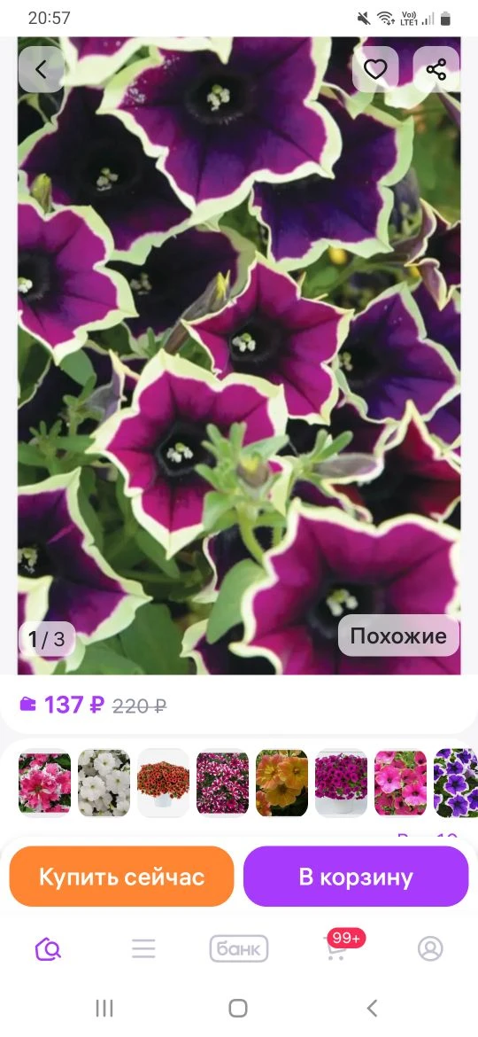❗️❗️❗️❗️❗️❗️❗️❗️❗️ Осторожно: семена вегетативных петуний — ловушка для цветоводов  В последнее врем
