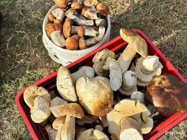 Грибники назвали самые урожайные места Ростовской области