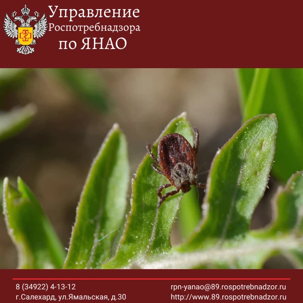 Про то, что клещи способны передавать человеку опасные инфекционные заболевания, известно всем. Но е