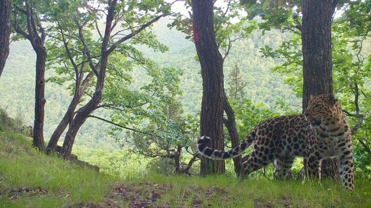 🐆На Земле леопарда котики знают толк в уюте