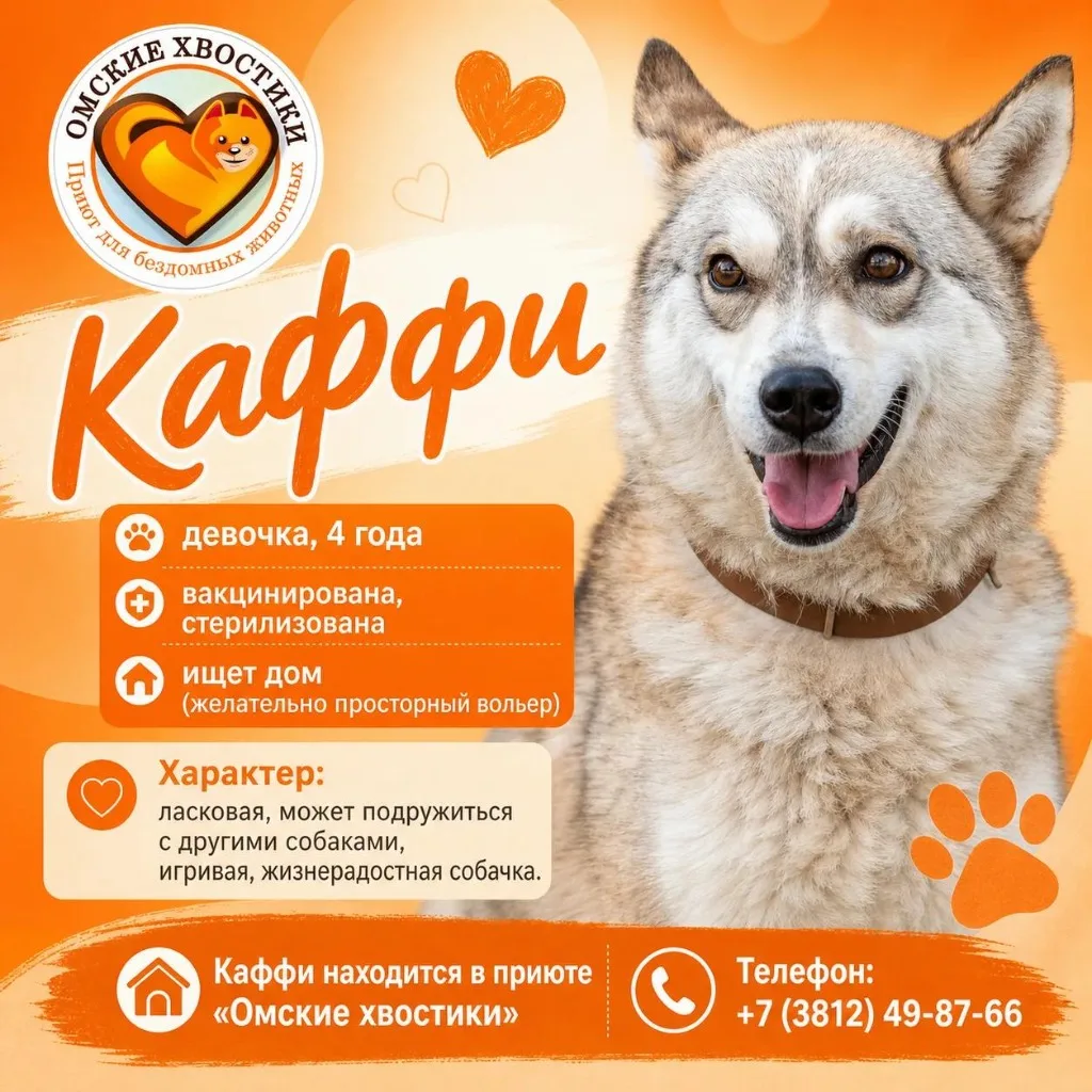 Хватит листать ленту, мы уже нашли вашу идеальную собаку! 🐕✨