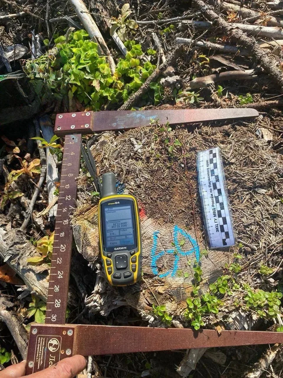 🌲 Трое жителей Чусовского округа пойдут под суд за вырубку леса