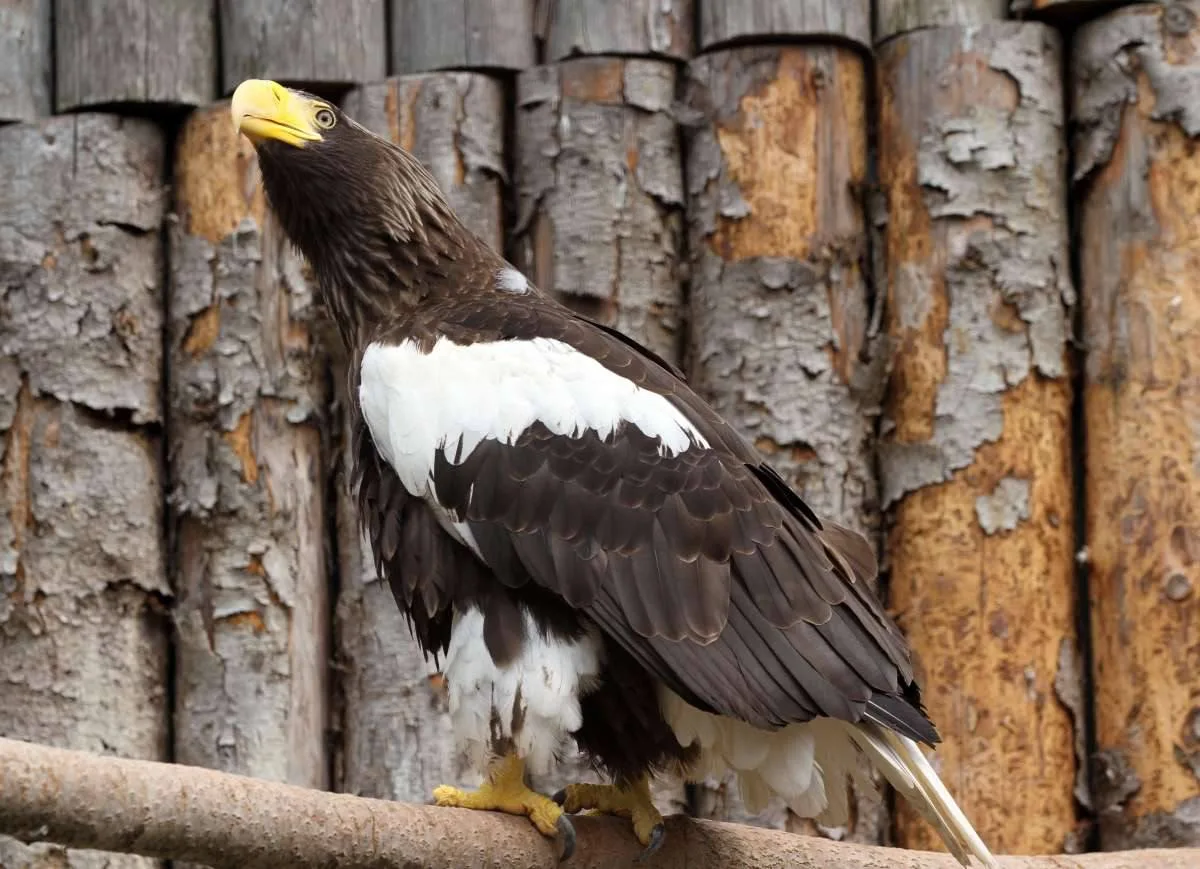 🦅 Нижегородский зоопарк захотел навсегда оставить себе спасенного орлана

Птицу, занесенную в Красн