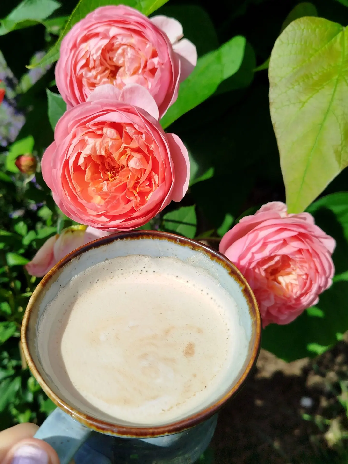 Доброе утро ☕

Розы прелестны 😍

Сажайте розы 👍🤗

ДАЧНИЦА Svetasaratov

ДАЧА СветаСаратов
