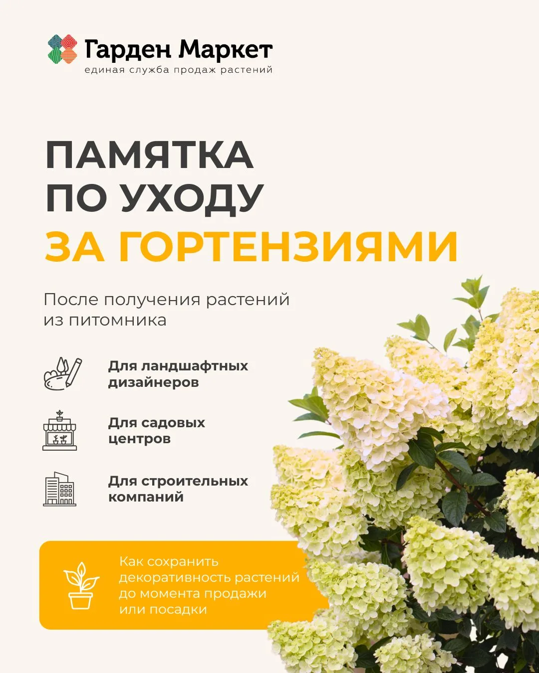 ЧЕК-ЛИСТ: как сохранить товарный вид гортензий после поставки👇