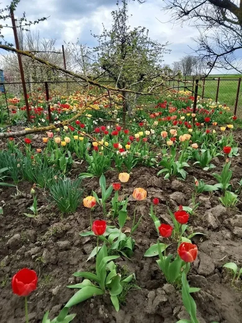 🌷🌹Наши подписчики продолжают делиться цветочным великолепием своих клумб.  Вы только посмотрите, как