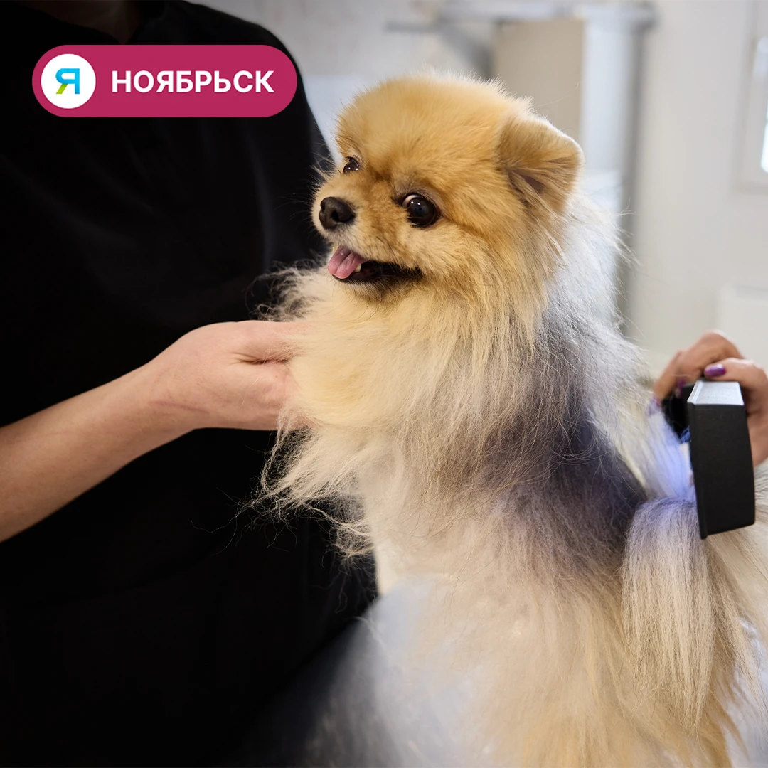 🐶 В Ноябрьске стерилизация домашних питомцев проходит со скидкой 20%