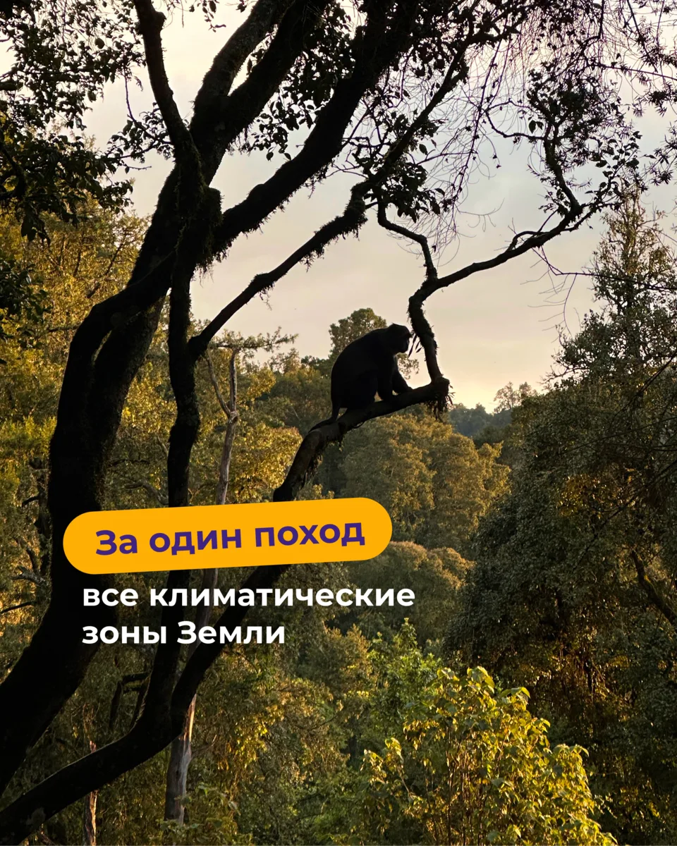 Что общего у тропического леса, альпийской пустыни и ледников?