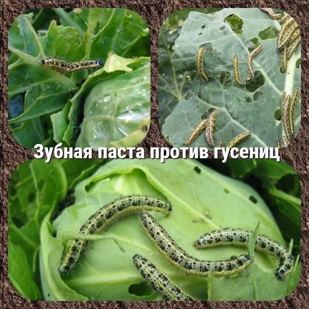 В борьбе против гусениц на капусте поможет …..зубная паста.