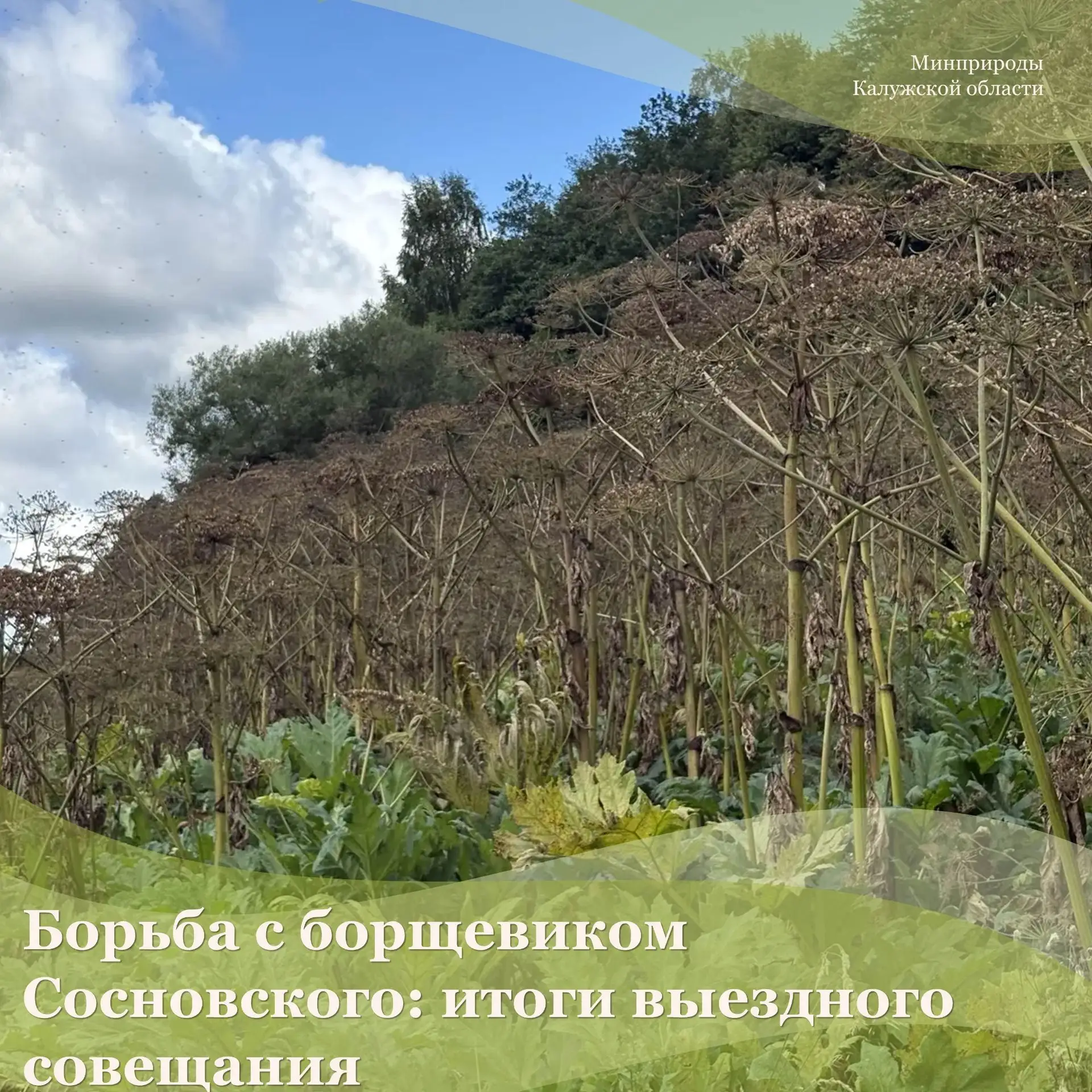 Борьба с борщевиком Сосновского: итоги выездного совещания в Калужской области