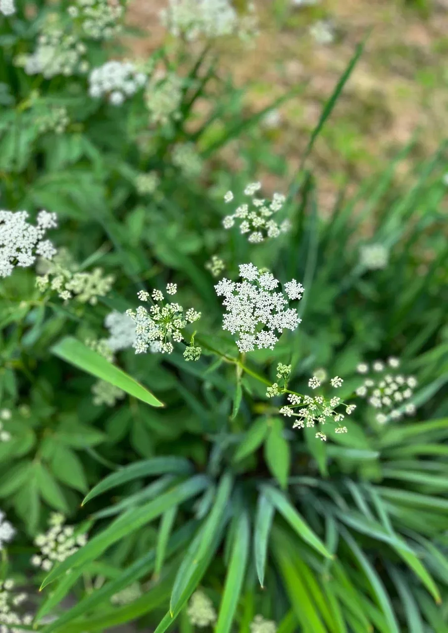 🌱🌼