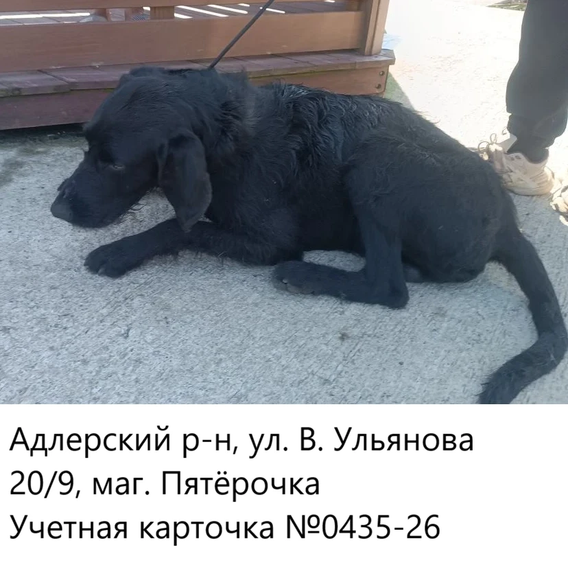 20.05.2026 был отлов собак по адресам: