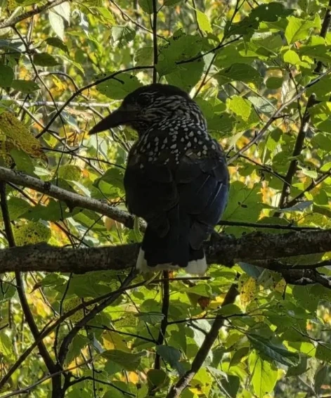 🐦 ТАЁЖНЫЕ ГОСТИ: КЕДРОВКИ ПРИЛЕТЕЛИ В САМАРСКУЮ ОБЛАСТЬ