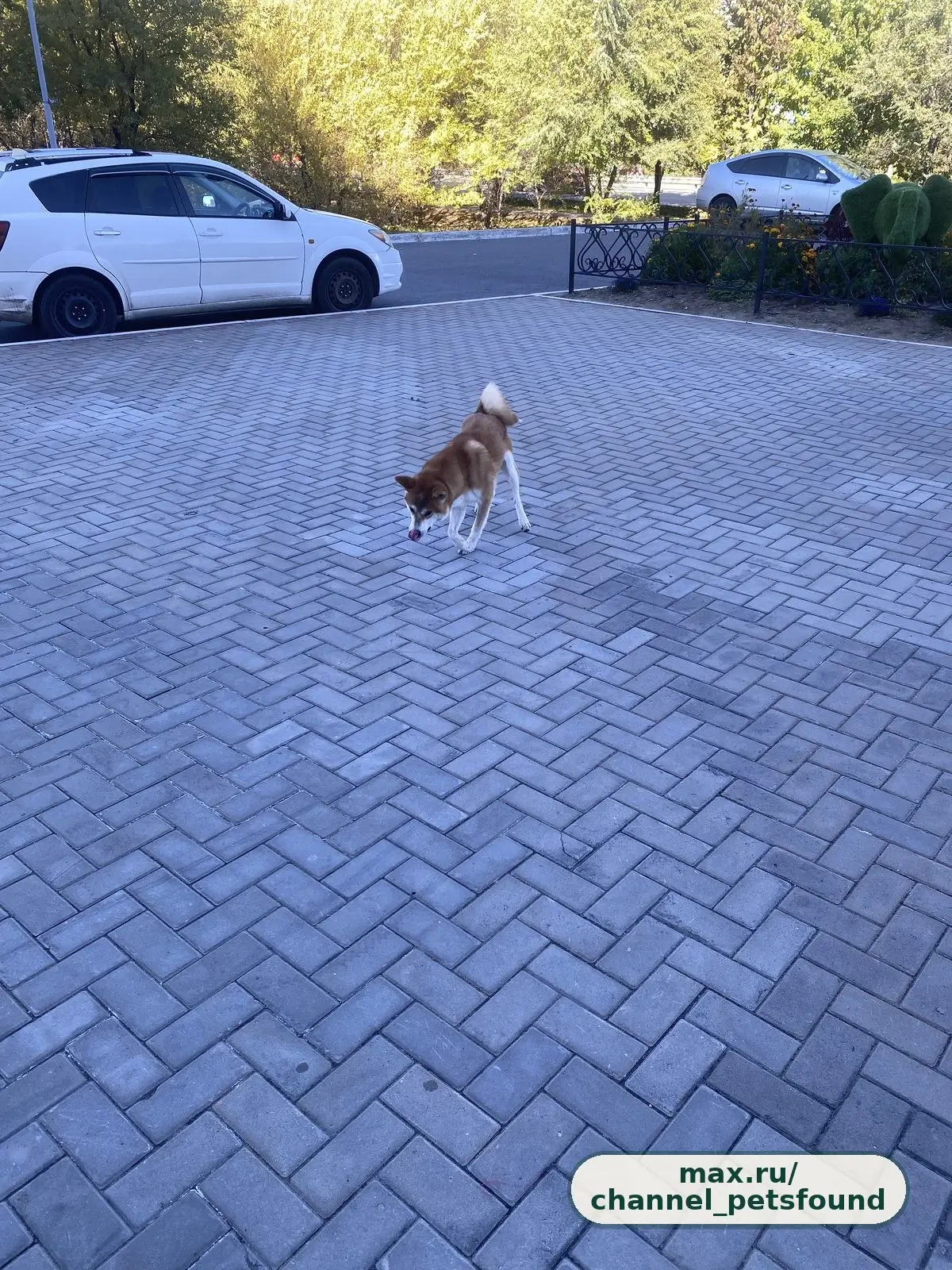 🐾 Найден питомец — Хабаровск