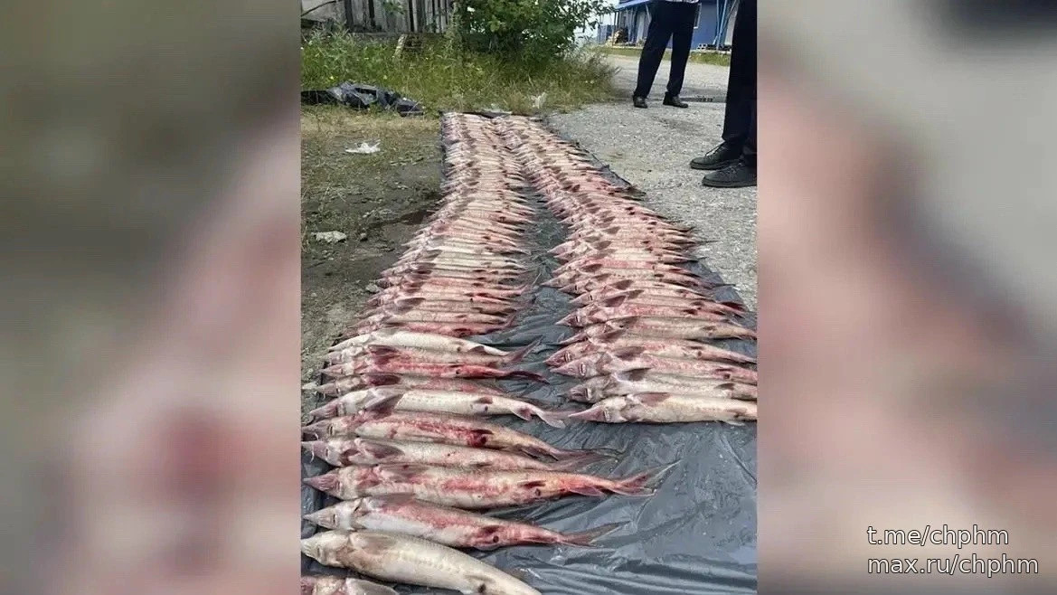 Браконьер выловил 132 стерляди в Нижневартовске