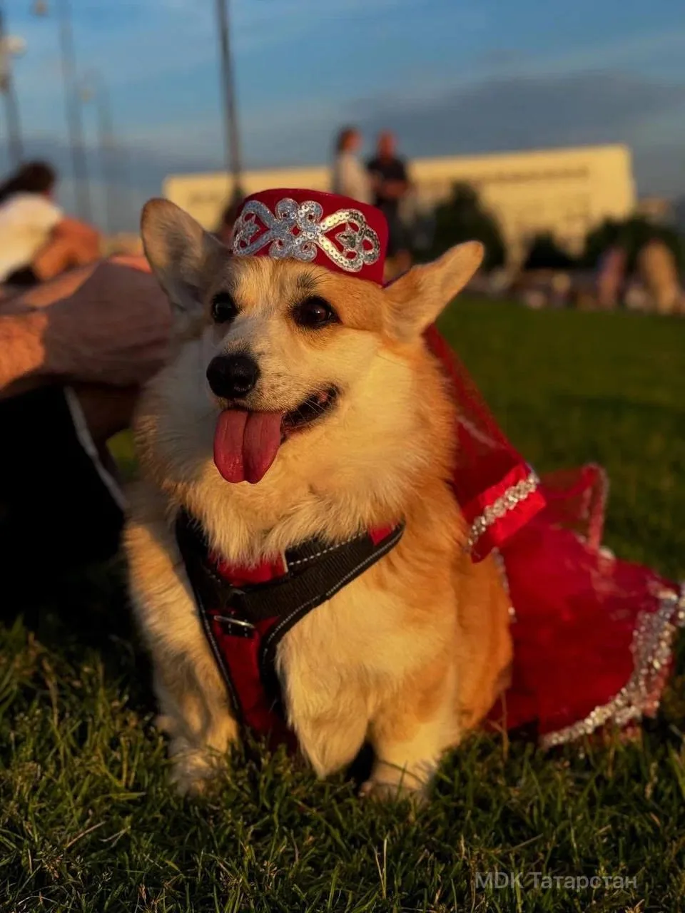 🐕✨ Самый стильный пёс дня замечен в Казани