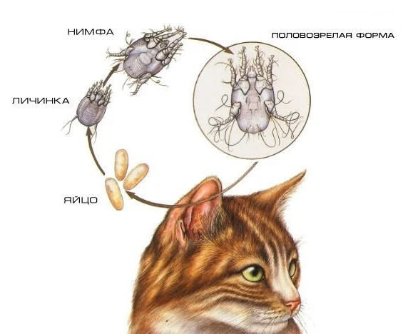 Ушной клещ (Otodectes cynotis) — паразит, который поражает уши животных и вызывает забо...