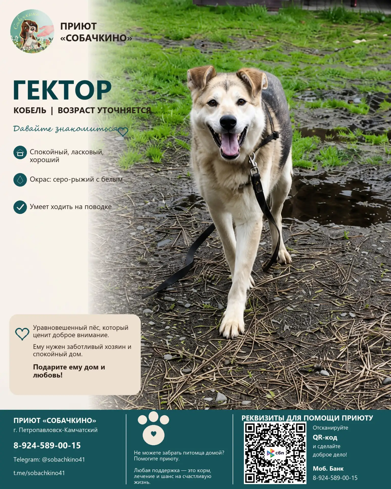 Гектор ищет дом. ❤️
