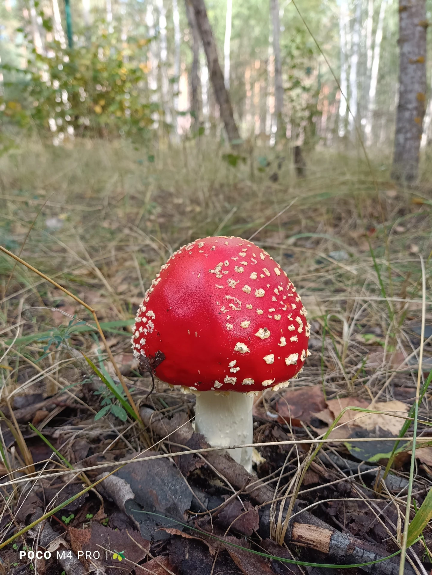 🍄 Есть тут среди наших подписчиков грибники?