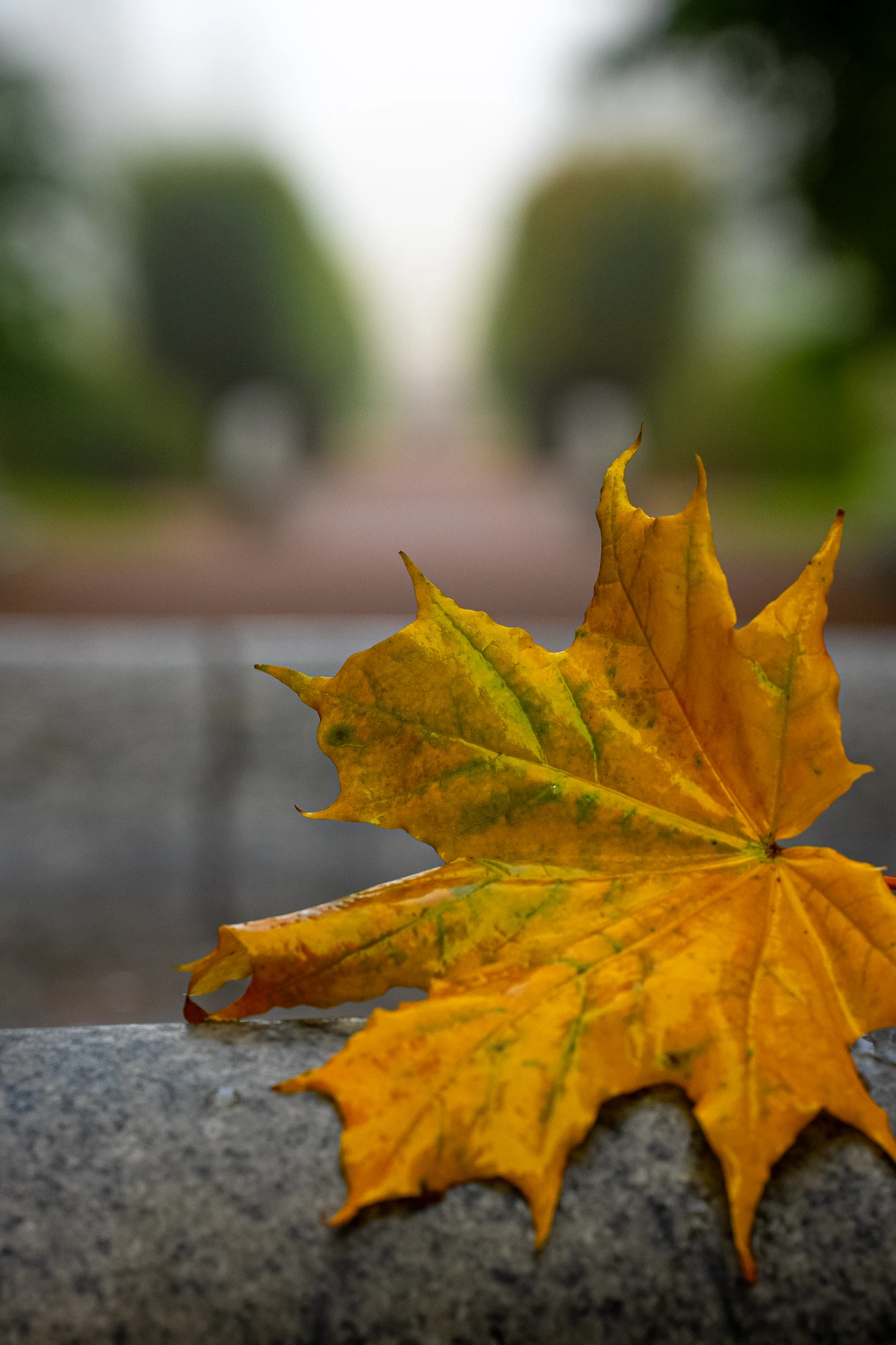🍁 Стихотворение дня