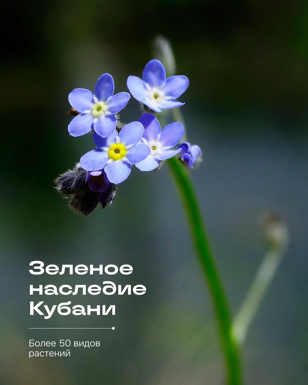 #ботаника