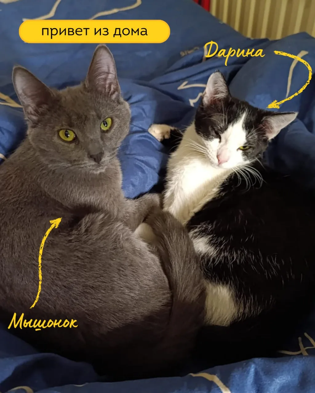 Привет из дома от Мышонка и Дарины 🐱🐱