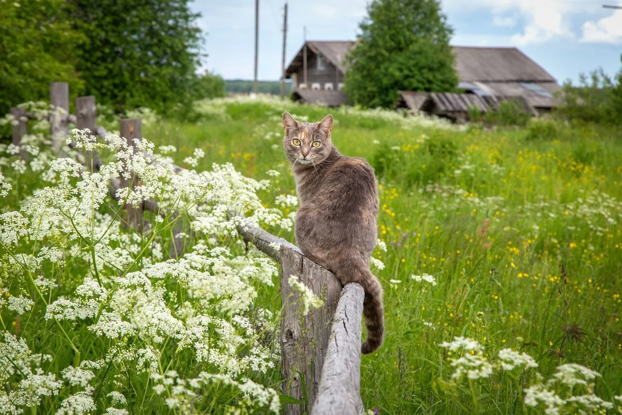 Мурлыкающее лето на Севере 😺
