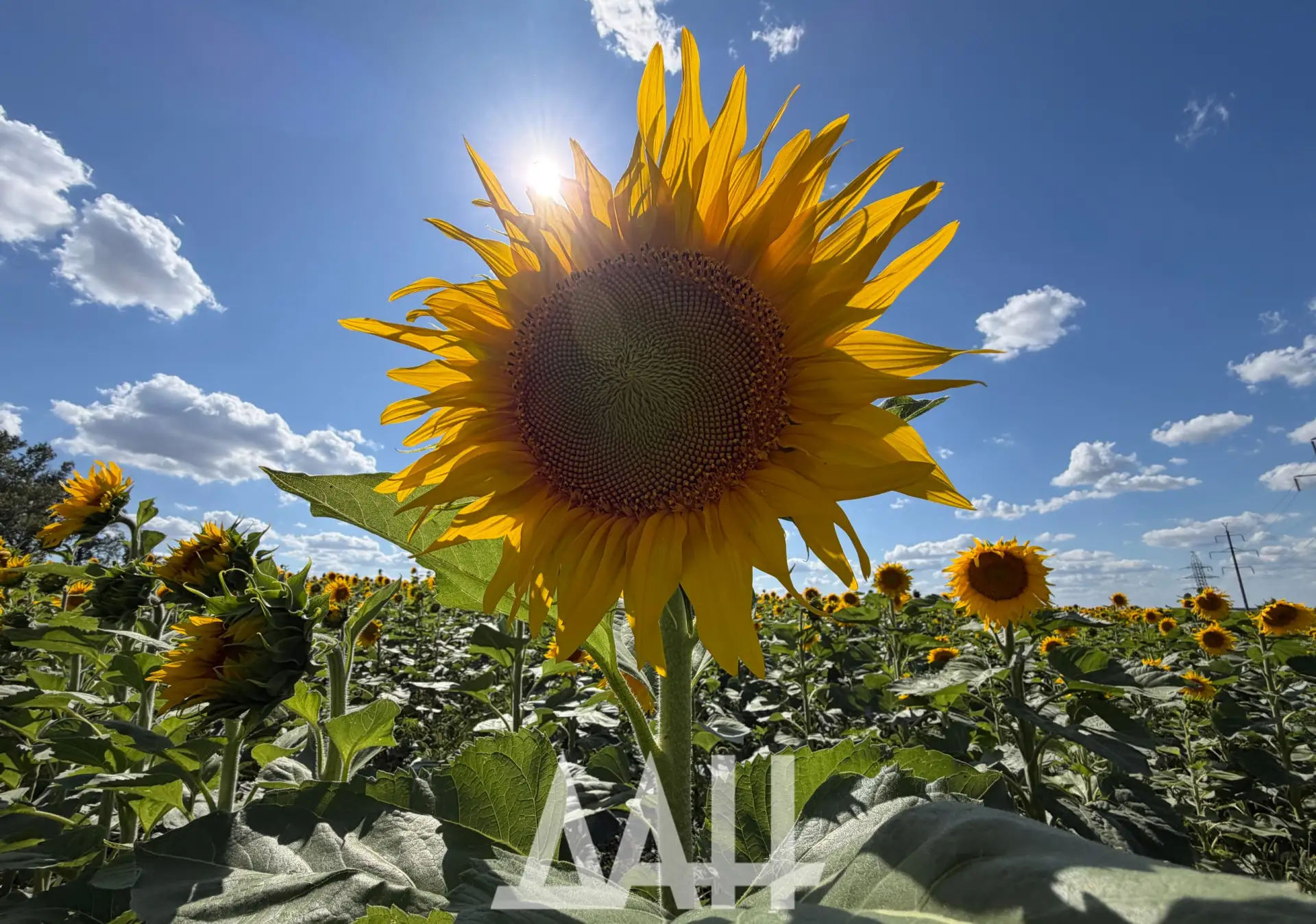☀️🌻 Лето во всей своей красоте на полях Донецкой Народной Республики

Здесь, среди тысячи подсолнух