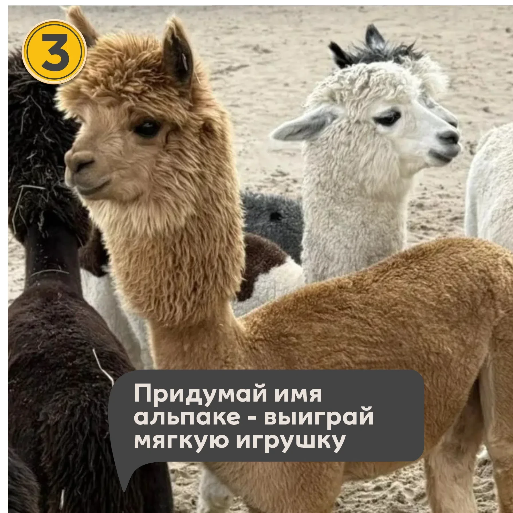 🦙 КОНКУРС: ПРИДУМАЙ ИМЯ АЛЬПАКЕ! vk.ru/alpaka_na_neve