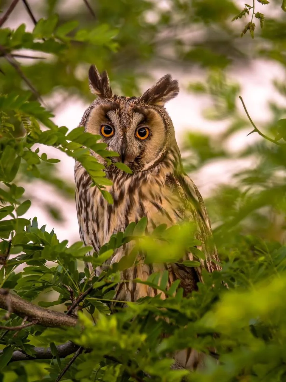 Ушастая сова в Прилагунье! 🦉😍

🗺️ 44.680871, 37.797128

📸 segablacksea

#Краснодарскийкрай

Уютн