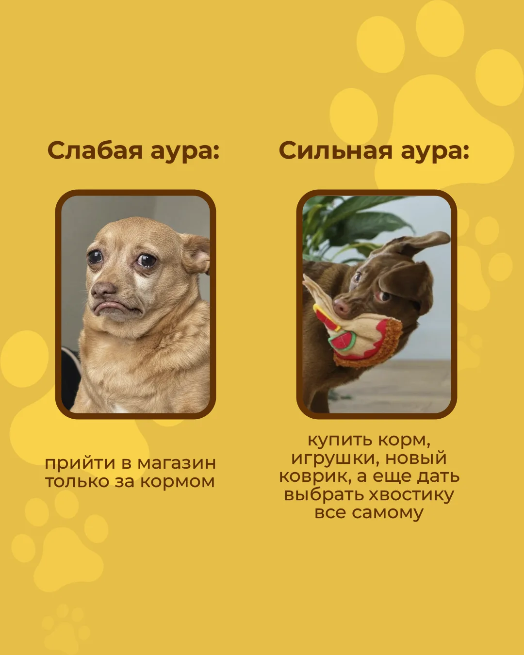 Ваш питомец не может сказать, но точно желает вам только сильной ауры 🧡🐶
