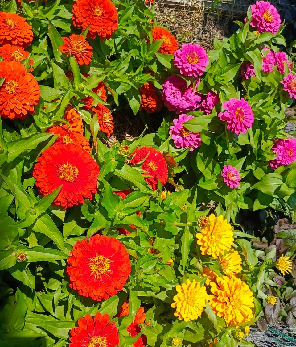 🌸Карликовые циннии от агрофирмы Партнёр.🌸