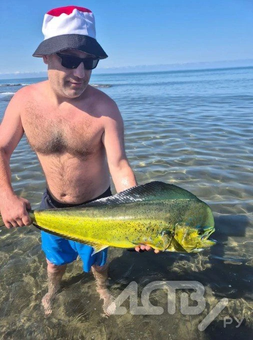 🐠Необычную рыбу поймали руками в Яблочном

Редкий вид рыбы заметили у берега в селе Яблочное Холмск