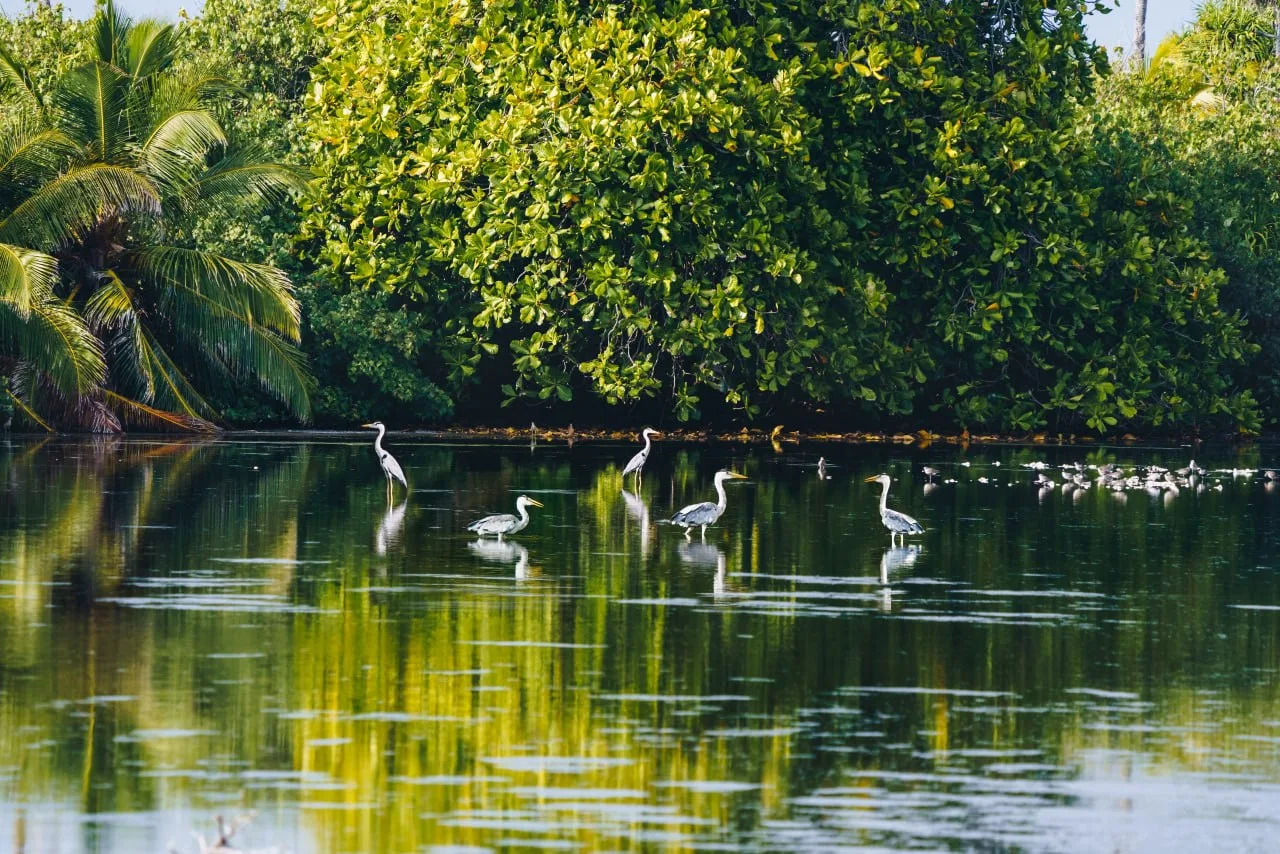 🌴 Мальдивы. У каждого здесь свой сценарий отдыха...