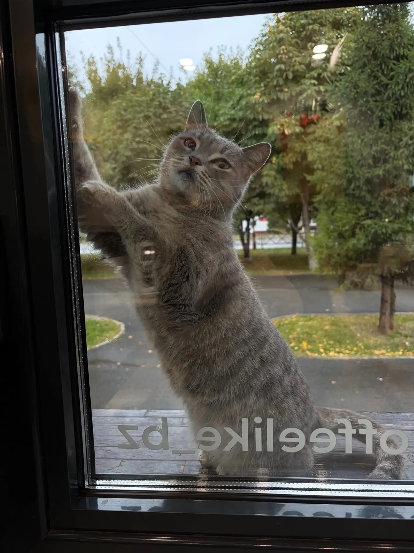 Кошечка ищет хозяев! 🐈‍⬛