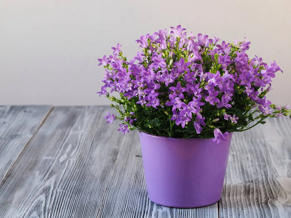 Кампанула комнатная 💜

🌿 Свет. Для обильного цветения нужен яркий свет в течение длительного време