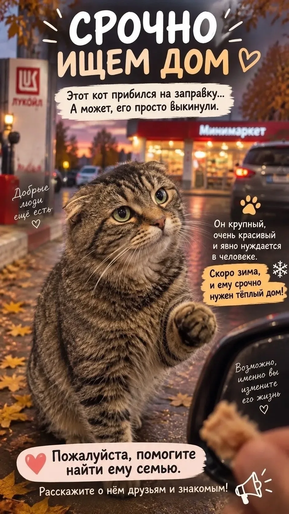 🐱 Внимание, друзья! 🐱