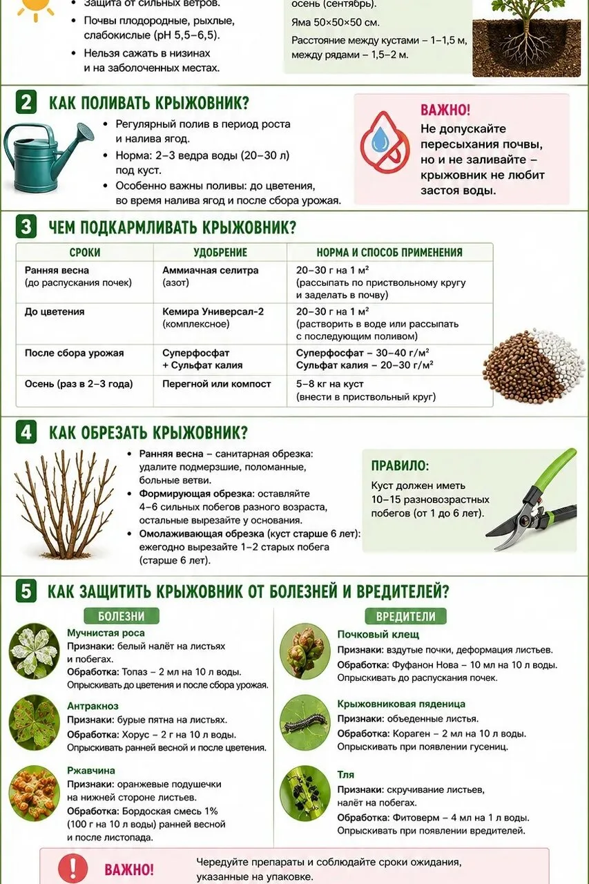 Крыжовник в вопросах и ответах