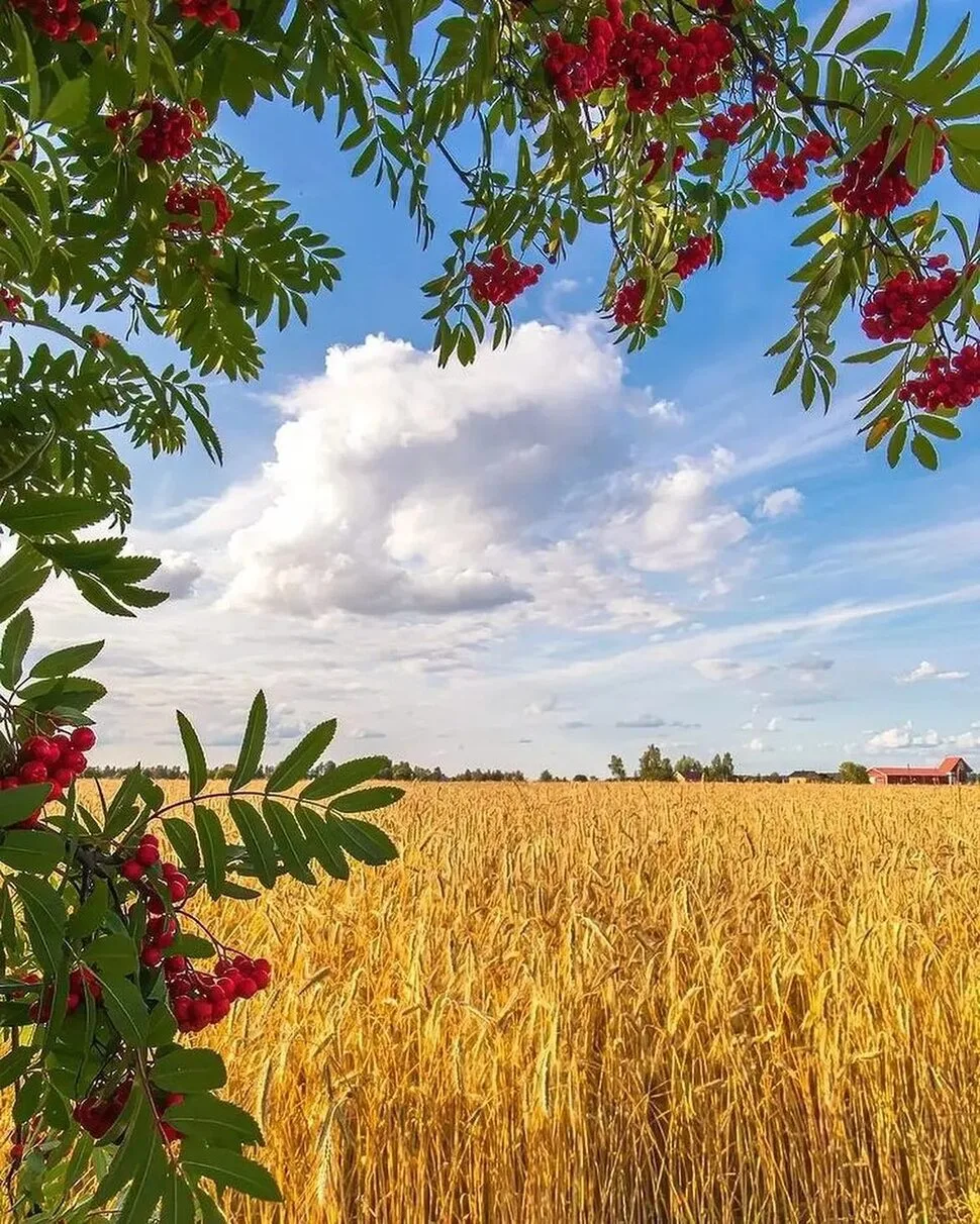 Как ясен август, нежный и спокойный,