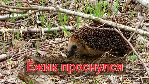 ❗❗❗❗Ежи могут заразить человека при укусе или уколе иголкой:
