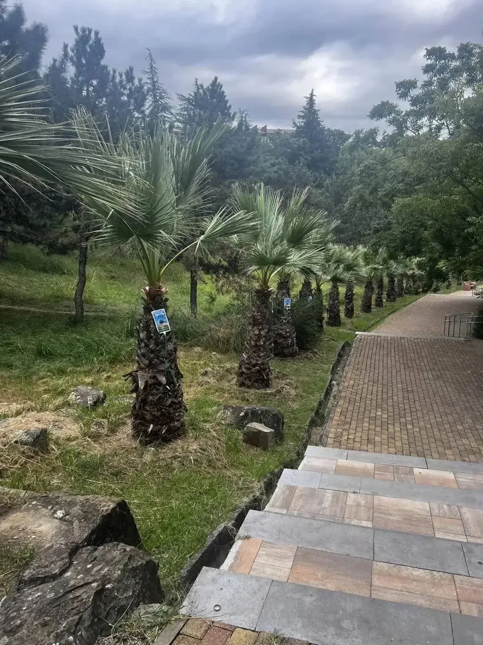 🌴 Пальмам поставили капельницы на улице Партизанской в Сочи.