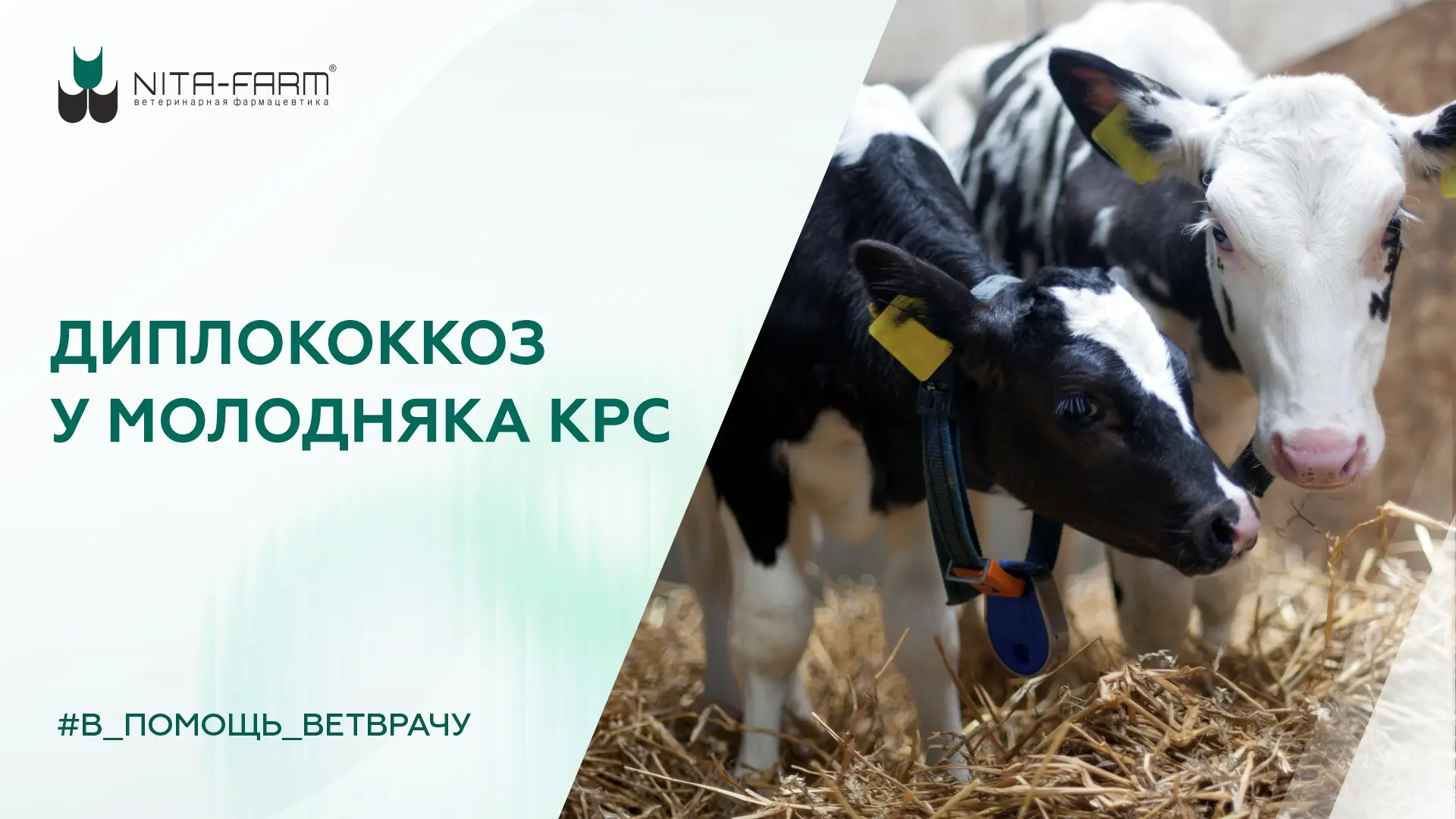Диплококкоз у молодняка КРС (диплококковая септицемия, стрептококкоз) — это инфекционно...