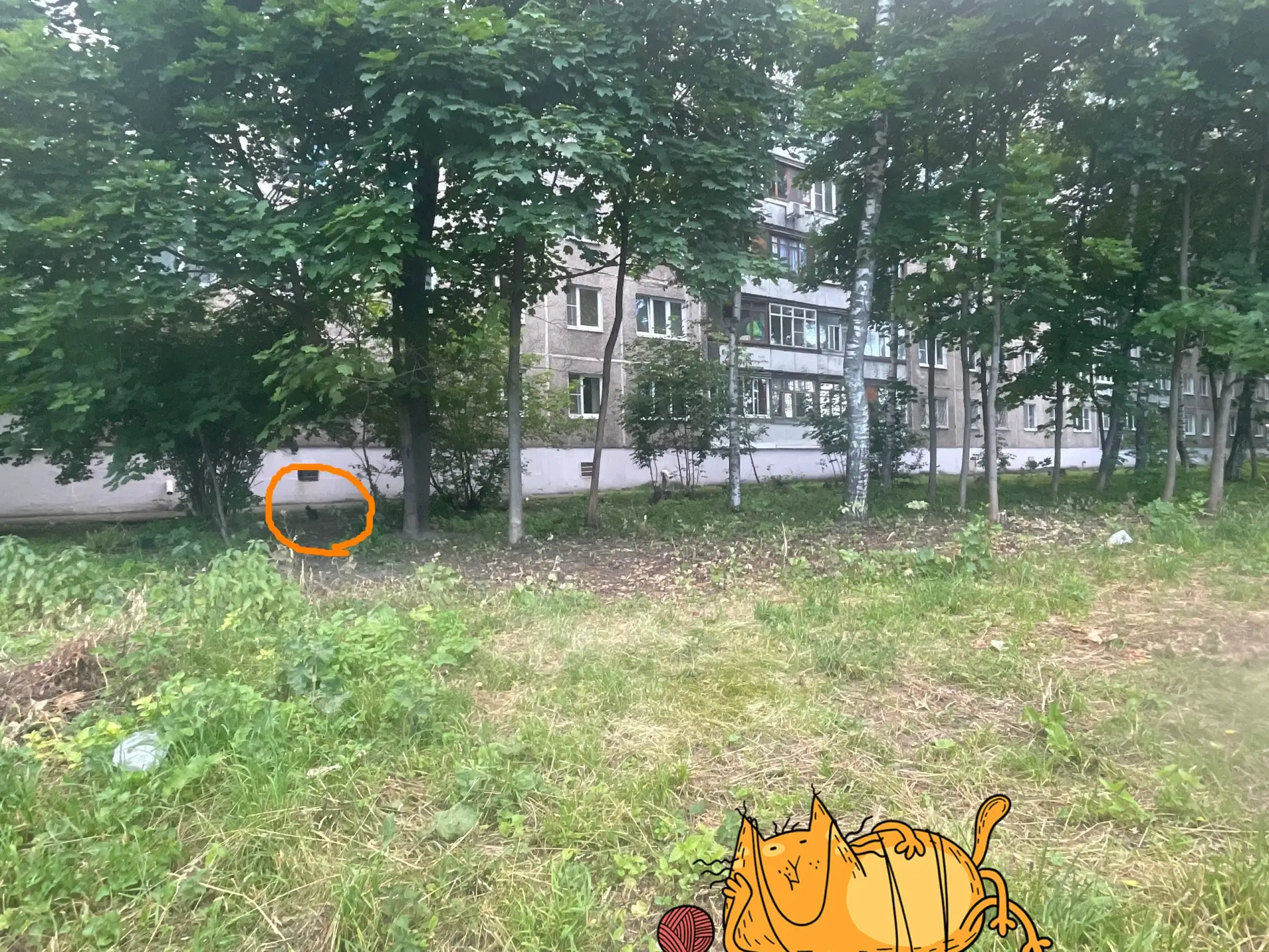 Прошлопятничный котик. Лайк, кто нашёл 😻