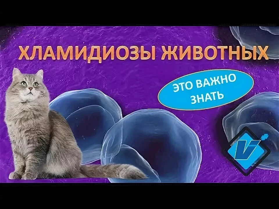 Хламидиоз — контагиозное инфекционное заболевание животных, вызываемое внутриклеточными...