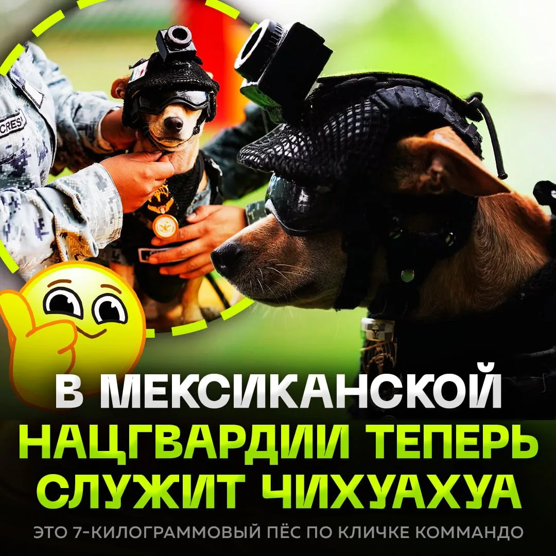 🫡 Чихуахуа впервые официально ВЗЯЛИ НА СЛУЖБУ в Нацгвардию Мексики