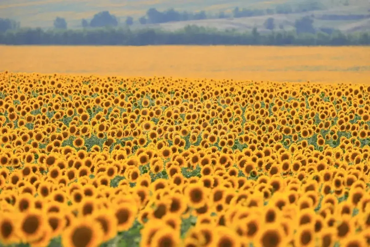 🌻 Когда поле — это не просто поле