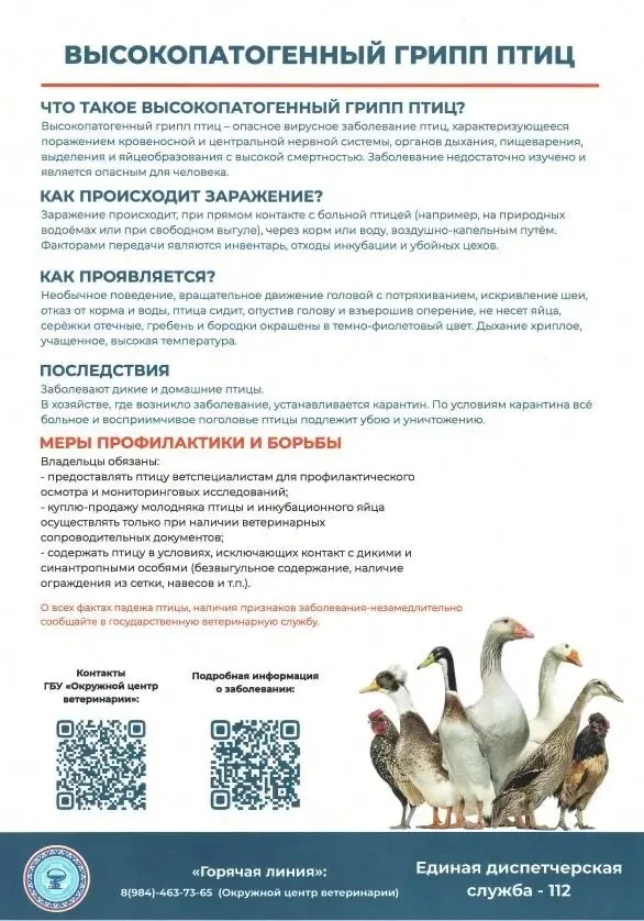 Будьте внимательны: как защитить себя и домашних птиц!